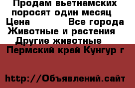 Продам вьетнамских поросят,один месяц › Цена ­ 3 000 - Все города Животные и растения » Другие животные   . Пермский край,Кунгур г.